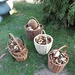 Roubenka U Huvaru Tachov (Ceska Lipa)