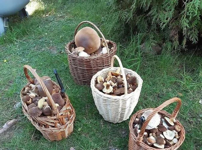 Roubenka U Huvaru Tachov (Ceska Lipa)